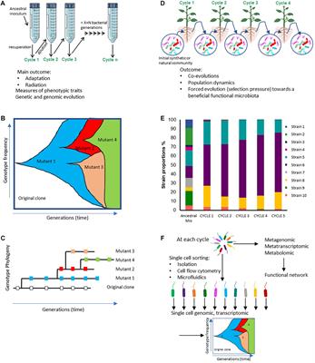 Experimental Evolution in Plant-Microbe Systems: A Tool for Deciphering the Functioning and Evolution of Plant-Associated Microbial Communities